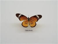 藏品(南非蝴蝶(二))的圖片